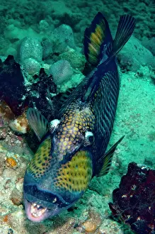 Viridescens: Titan Triggerfish
