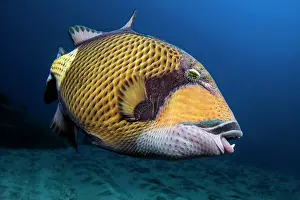 Viridescens: Titan triggerfish (Balistoides viridescens) above