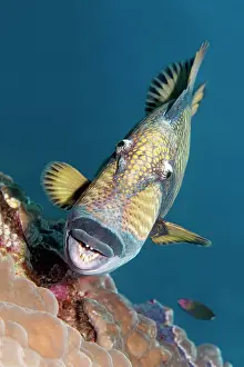 Trunkfish: Titan triggerfish (Balistoides viridescens) from