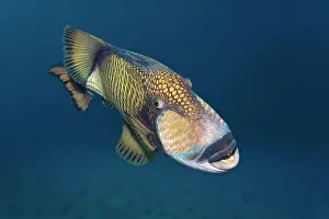 Trunkfish: Titan triggerfish (Balistoides viridescens), Indian