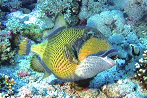 Trunkfish: Titan triggerfish (Balistoides Viridescens), Elphinstone