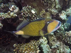 Caring: Titan triggerfish (Balistoides Viridescens), House