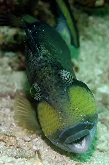 Viridescens: Titan Triggerfish being cleaned by Clear Cleaner