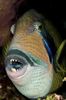 Wrasses: Titan Triggerfish - with Cleaner Wrasse (Labridae sp.)