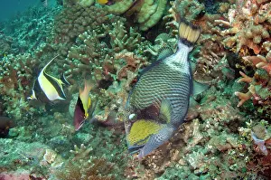 Viridescens: Titan Triggerfish - Moorish Idol, Zanclus cornutus