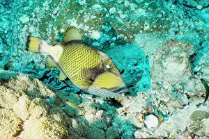 Viridescens: Titan triggerfish, predator with strong teeth and