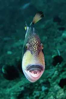 Attack: Titan Triggerfish - showing teeth, will often attack