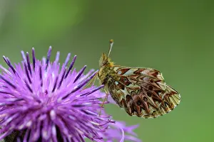 Clossiana: Titania's Fritillary (Boloria titania) resting on a purple f