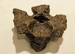 Discovered: Titanoboa Vertebrae Fossilized