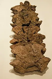 Discovered: Titanoboa Vertebrae Fossilized