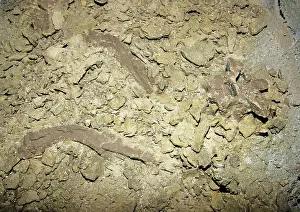 Discovered: Titanoboa Vertebrae and Rib Fossils