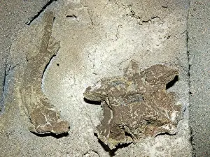 Discovered: Titanoboa Vertebrae and Rib Fossils