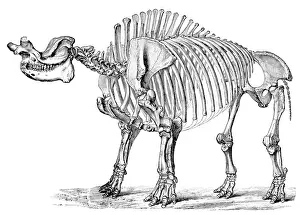Paleozoology: Titanotherium, Cenozoic Mammal