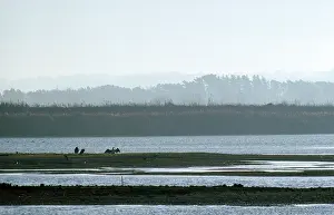 Rspb: Titchwell Nature Reserve (RSPB) - with Cormorants