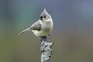 Kentucky: Titmouse, Paridae, Kentucky