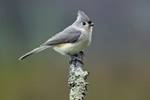 Kentucky: Titmouse, Paridae, Kentucky