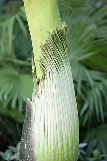 Arum: Titum arum, Amorphophallus titanum, Bud of the foul