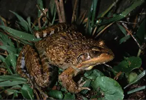 Toad: TOAD