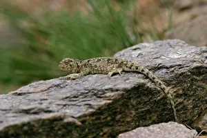 Agamas: Toad-agama Tso Kar basin (4500m)