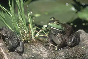 Catesbeianus: Toad and Bullfrog