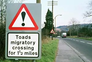Signs: Toad - crossing sign