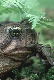 Bufonid: Toad Eating Spider