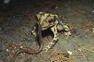 Earthworm: Toad Eating Worm