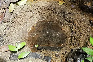 Hollowed: Toad Eggs - in nest hollowed by female next to