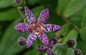 Toad: Toad lily, Tricyrtis formosana in flower in gard