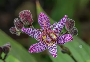 Toad: Toad lily, Tricyrtis formosana in flower in gard