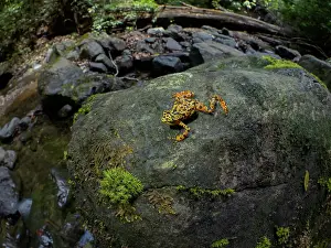 Toad: Toad Mountain Harlequin Toad (Atelopus certus)