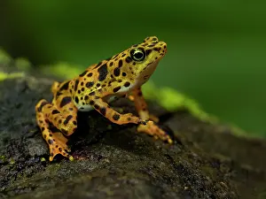 Toad: Toad Mountain Harlequin Toad (Atelopus certus)