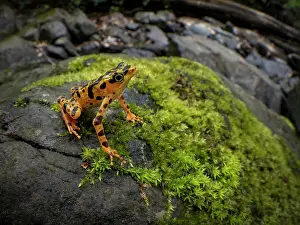 Toad: Toad Mountain Harlequin Toad (Atelopus certus)