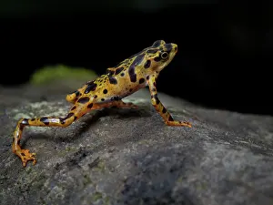 Toad: Toad Mountain Harlequin Toad (Atelopus certus)