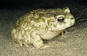 Karakum: Toad - at night - sand dunes of Central Karakum desert