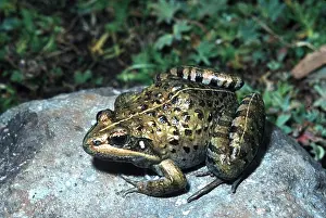 Toads: TOAD - ON ROCK