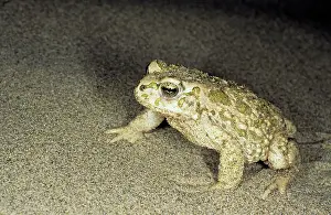 Karakum: Toad - in sand dunes of Central Karakum desert at night