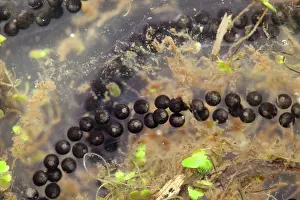 Toadspawn: Toad spawn