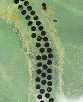 Embryo: Toad spawn
