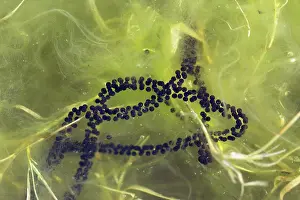 Spawn: Toad Spawn