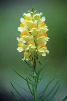 Linaria: Toadflax