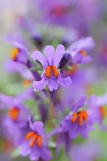 Linaria: Toadflax