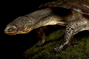 Tortoise: Toadhead turtle (Mesoclemmys gibba), on black background