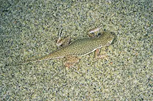 Puzzle: Toadheaded Agamid Lizard - uses it's camouflage