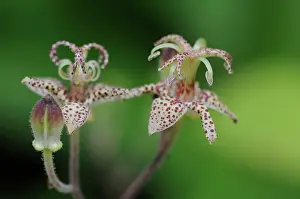 Surreal: Toadlily