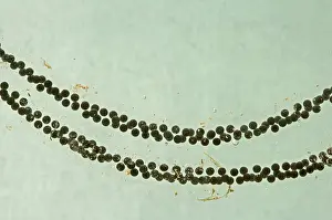 35mm: Toadspawn of common toad - 0.5 x at 35mm
