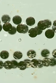 35mm: Toadspawn of common toad - 2 x at 35mm