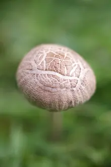 Toadstool: Toadstool in lawn - Norfolk UK