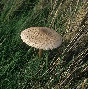 Toadstool: Toadstool (Lepiota friesii)
