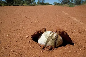 Pushed: Toadstool - pushed up the road surface on an outback road